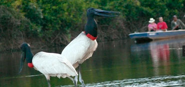 Keine Region auf dem gesamten amerikanischen Kontinent bietet eine gröβere Vielfalt wildlebender Tiere 
