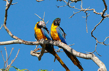 Private Pantanal Safari